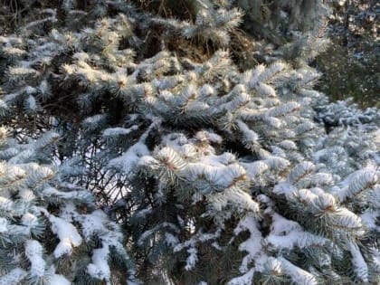 Снегом и морозом порадует шахтинцев начало недели