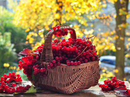 Самые полезные осенние ягоды