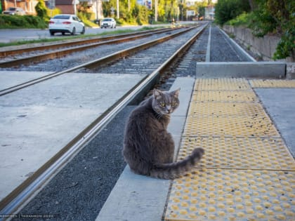 Сегодня в Таганроге ограничат движение трамваев