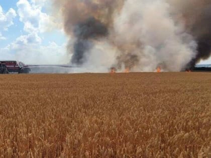 В Ростовской области ущерб зерновым из-за пожаров оценили в 19 млн рублей