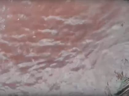 Море окрасилось в кровавый цвет в районе Анапы (видео)