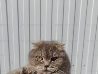 Дежурный по Волгодонску: помогите породистой кошке-маме и ее котятам!