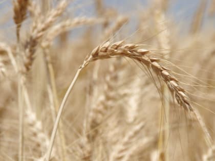Ростовская область экспортировала 190 тыс. тонн пшеницы
