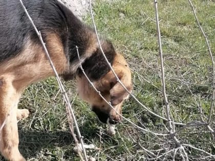 Сальские волонтёры не перестают удивляться жестокости некоторых граждан