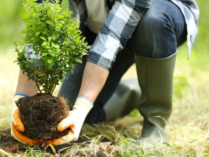Власти Ростова пересмотрели подход к озеленению города