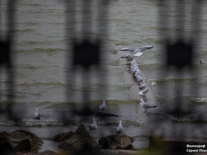 Погода в Таганроге 1 декабря: ветреный зимний день