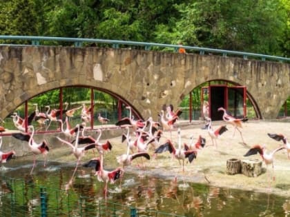 Календарь: 95 лет со дня открытия ростовского зоопарка