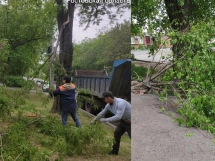 В Ростове за сутки ветер повалил более 20 деревьев и крупных веток