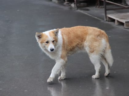 В Таганроге собака покусала ребенка: ситуация взята на контроль