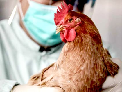В Ростовской области от гриппа привили свыше полумиллиона домашних птиц