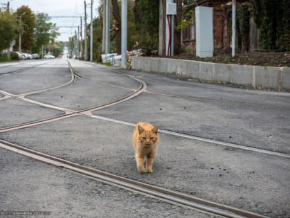 В понедельник таганрогские трамваи сделают трехчасовой перерыв