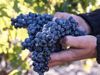 Миллионный килограмм «Красностоп Золотовский» убрали в ООО «Винодельня Ведерниковъ»