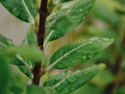 Народные приметы на 25 июля 2022 года: что категорически нельзя делать в день Прокла Плакальщика