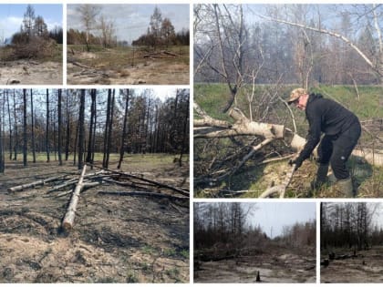 В районе ведется расчистка лесополос