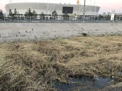 «Стадион постапокалипсиса»: ростовчане встревожены мертвыми деревьями «Ростов-Арены»