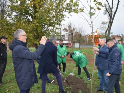 Новая кленовая аллея появилась сегодня в Александровском парке