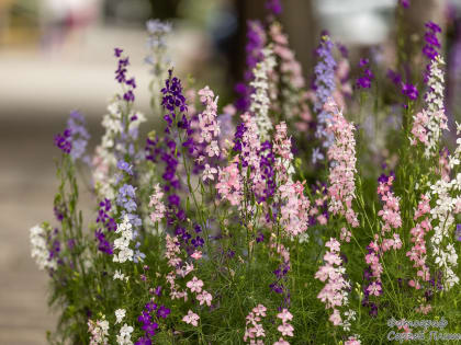 Погода в Таганроге 23 июня: день будет солнечным