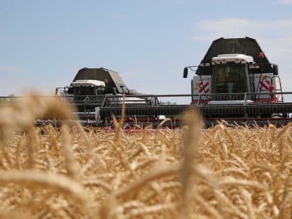 Аграрии Целинского района намолотили уже более 530 тысяч тонн зерна