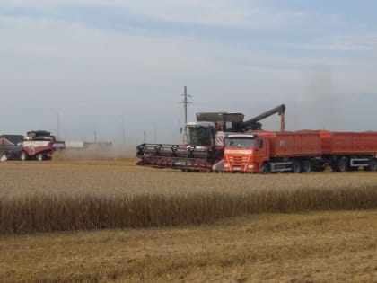Донские аграрии собрали более 12 миллионов тонн зерна
