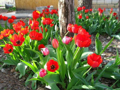 Советы садоводам и владельцам дачных хозяйств: посадка декоративных луковичных культур