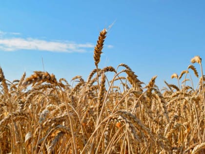 Жатва-2023 в Целинском районе: урожайность зерновых по-прежнему выше 51 центнера с гектара!