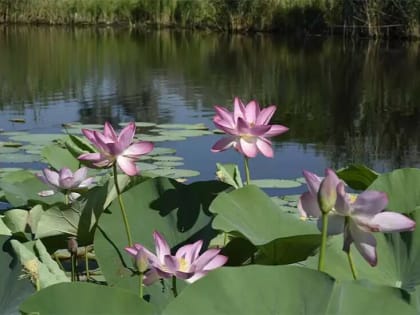 В Калмыкии пройдет Фестиваль Лотосов