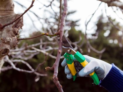 Работы в саду и огороде: с чего начать, что сделать срочно?