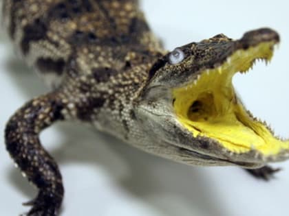 Эксперты рассказали, что сбежавший в Батайске крокодил может быть опасен для людей
