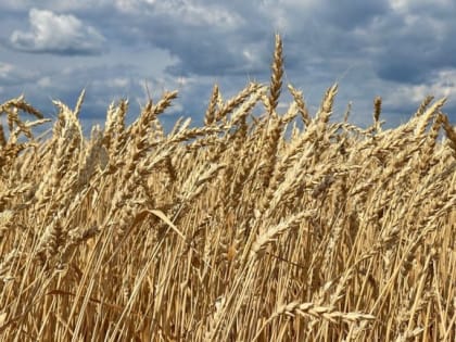 В России опасаются переизбытка зерна