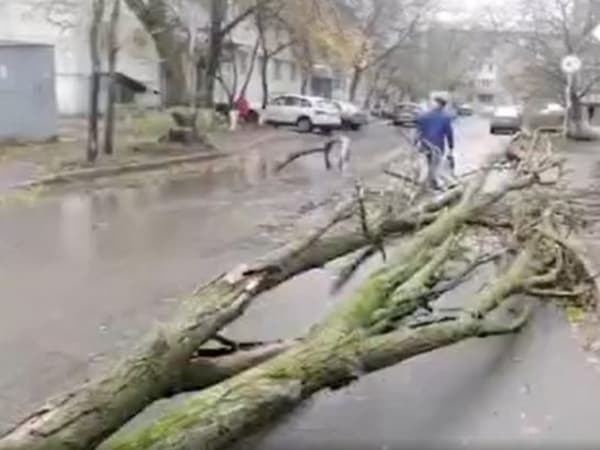 В Ростове упавшее дерево перегородило проезжую часть на Военведе