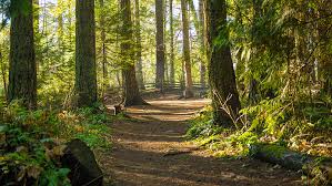 York Regional Forest Trails