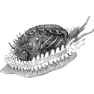 shyamli profile picture