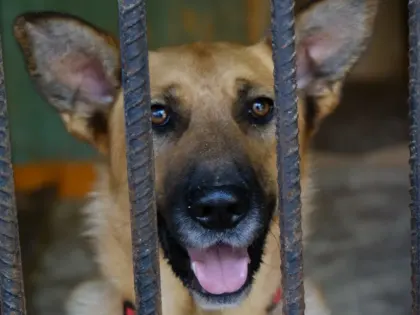 ПАМЯТКА ДЛЯ НАСЕЛЕНИЯ ПО ОТВЕТСТВЕННОМУ ОБРАЩЕНИЮ С ЖИВОТНЫМИ