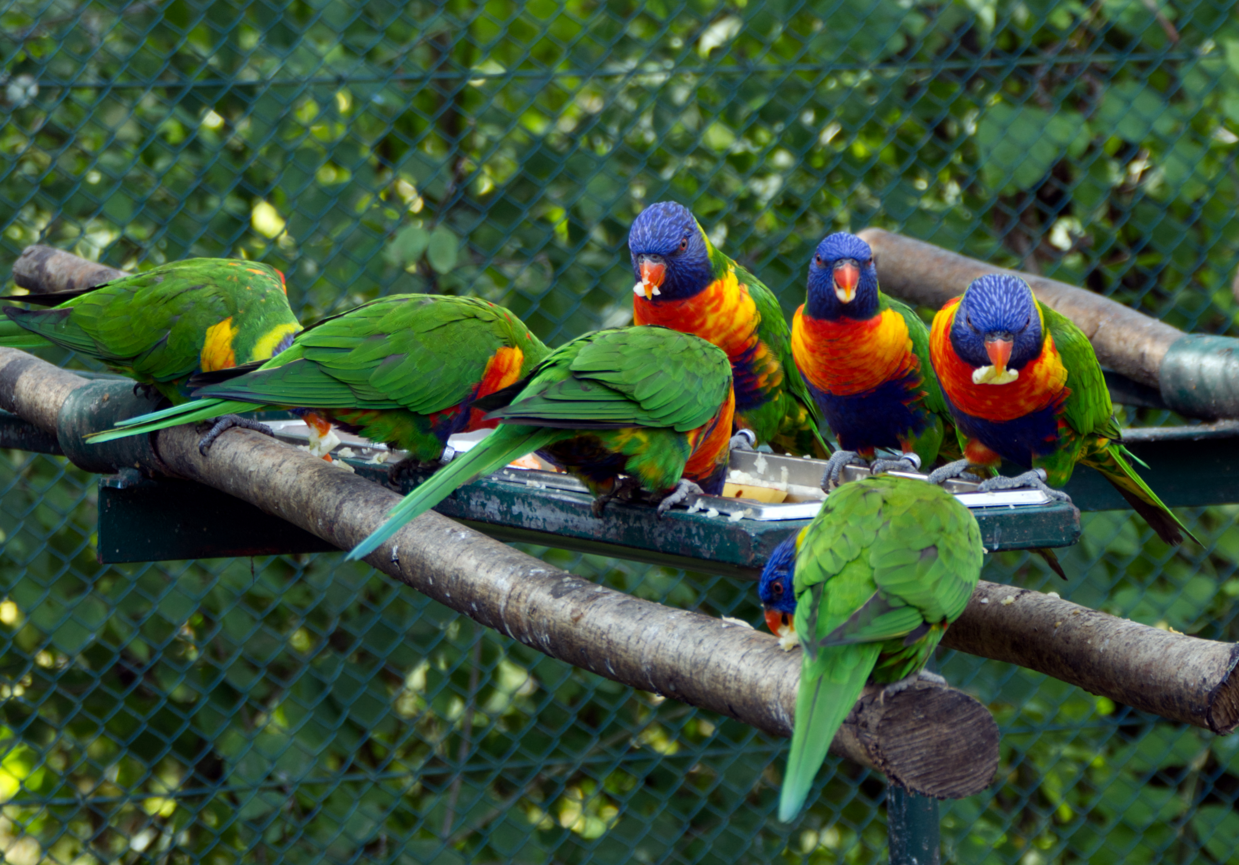 Vogelpark Marlow