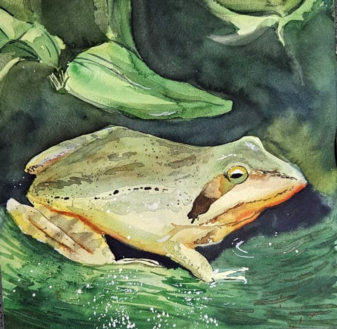 Forest frog (donation) - Original painting by Dejan Zivkovic