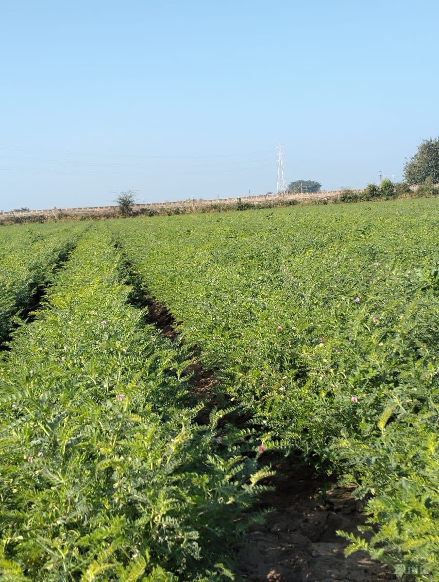 જમીન વેચવાની - Land & Plots - Palanpur - Image 3