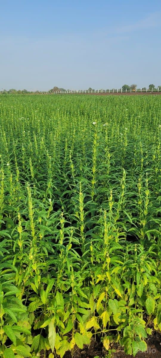 લોકેશન. વાળી
૨૩.૫ વિઘા - Land & Plots - Halvad - Image 2