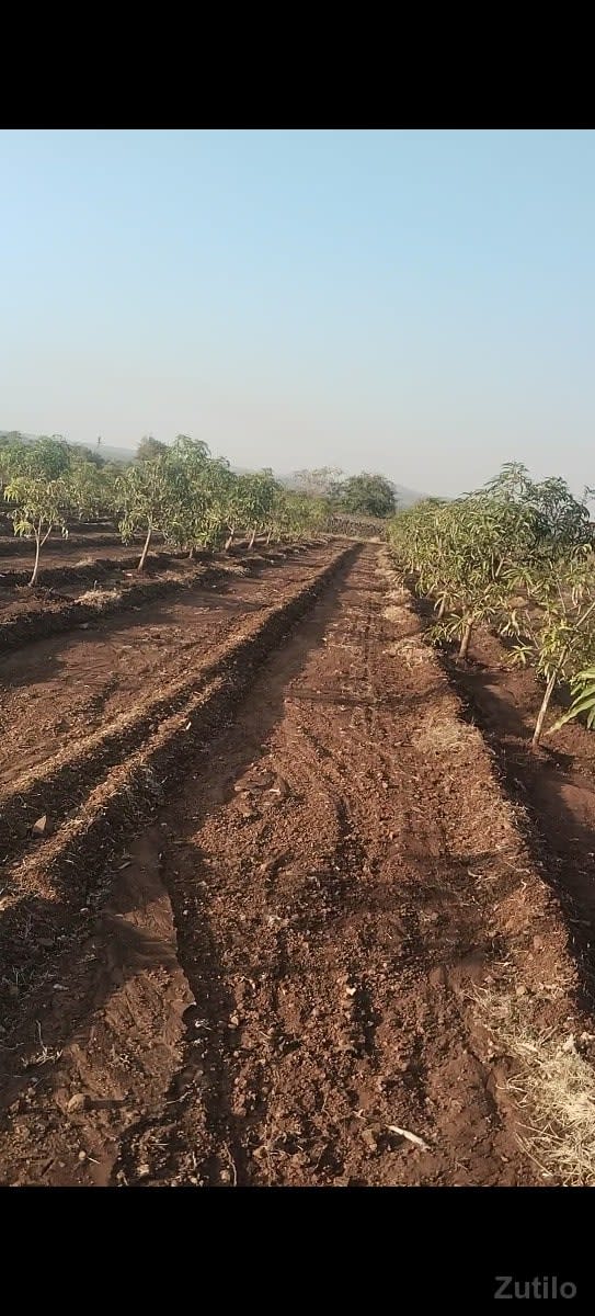 બગીચા વાળી જમીન વેચવા ની છે - Land & Plots - Bodeli - Image 1