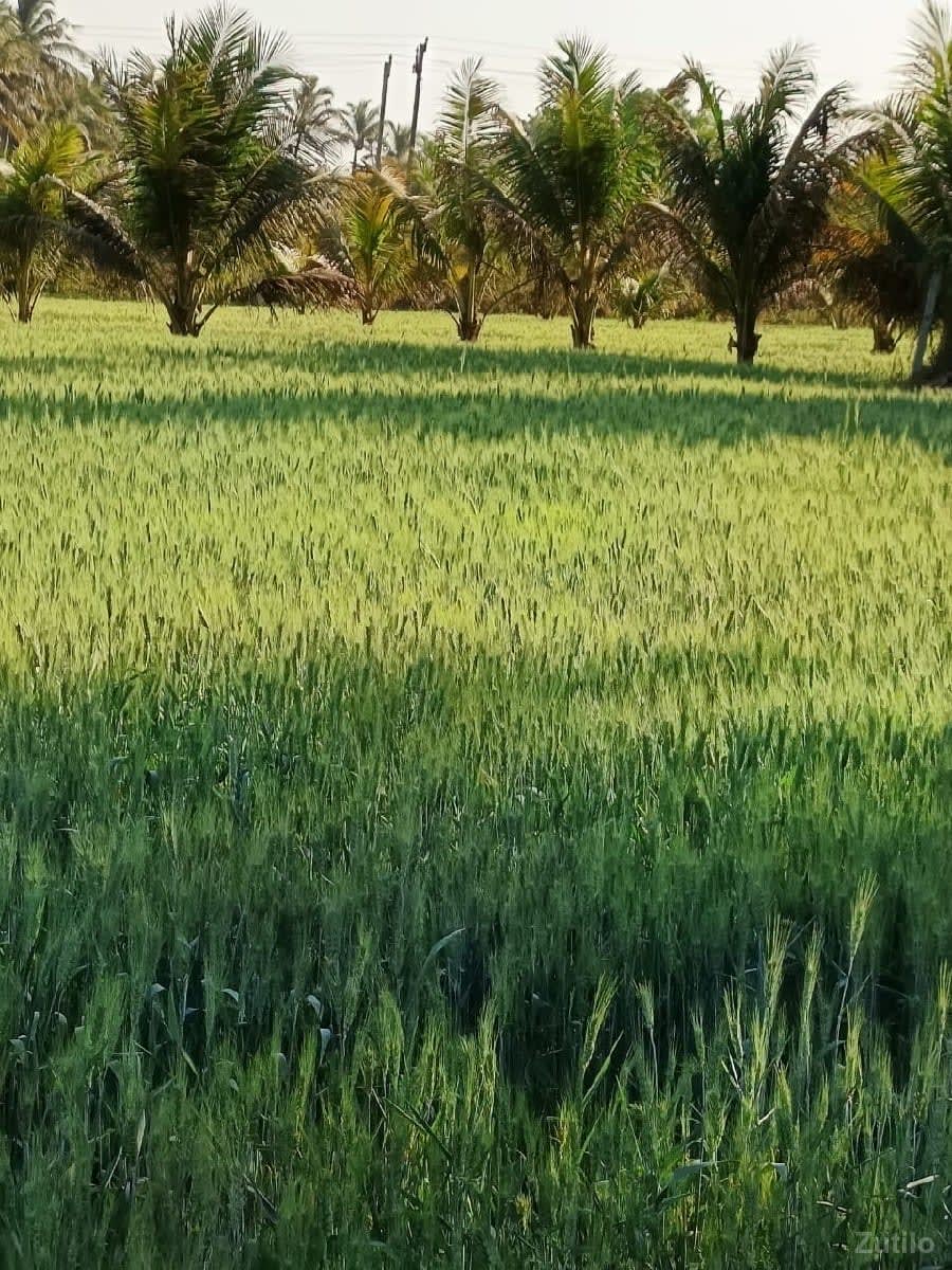 ગામ. રાતિધાર. તાલુકો. તાલાલા.ji - જમીન અને પ્લોટ - સોમનાથ - Image 3