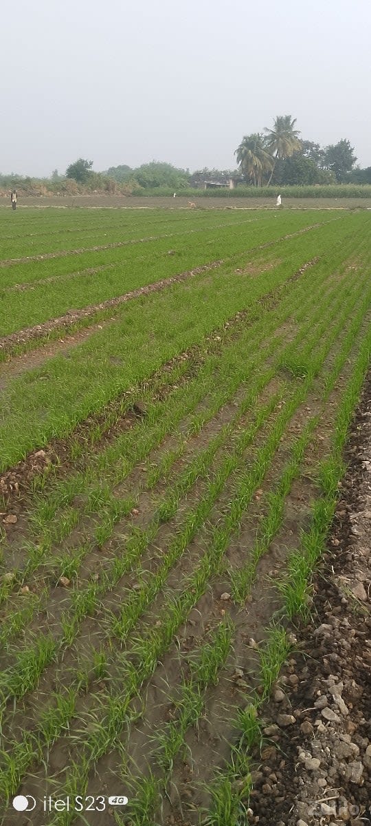 વેચવાનીછે - Land & Plots - Ranavav - Image 3