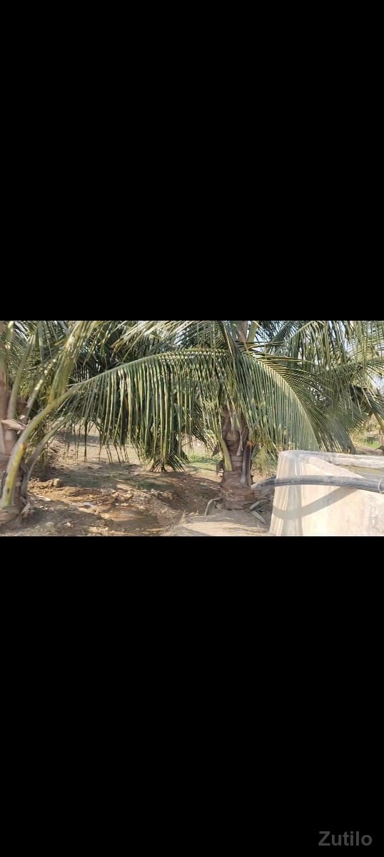 જમીન..વેચવાની..છે.બગીચો - Land & Plots - Surat City - Image 1