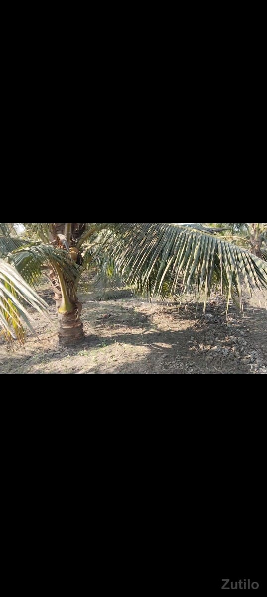 જમીન..વેચવાની..છે.બગીચો - Land & Plots - Surat City - Image 2