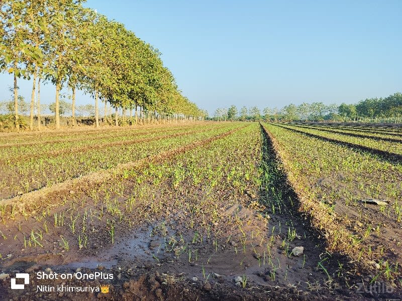 જમીન વેચવાની છે - Land & Plots - Kalavad - Image 3