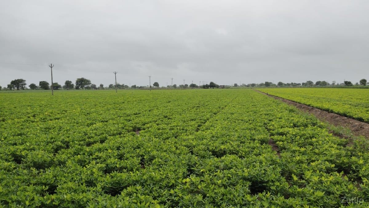 જમીન વેચાણ પાણીવારી - Land & Plots - Bhanvad - Image 1