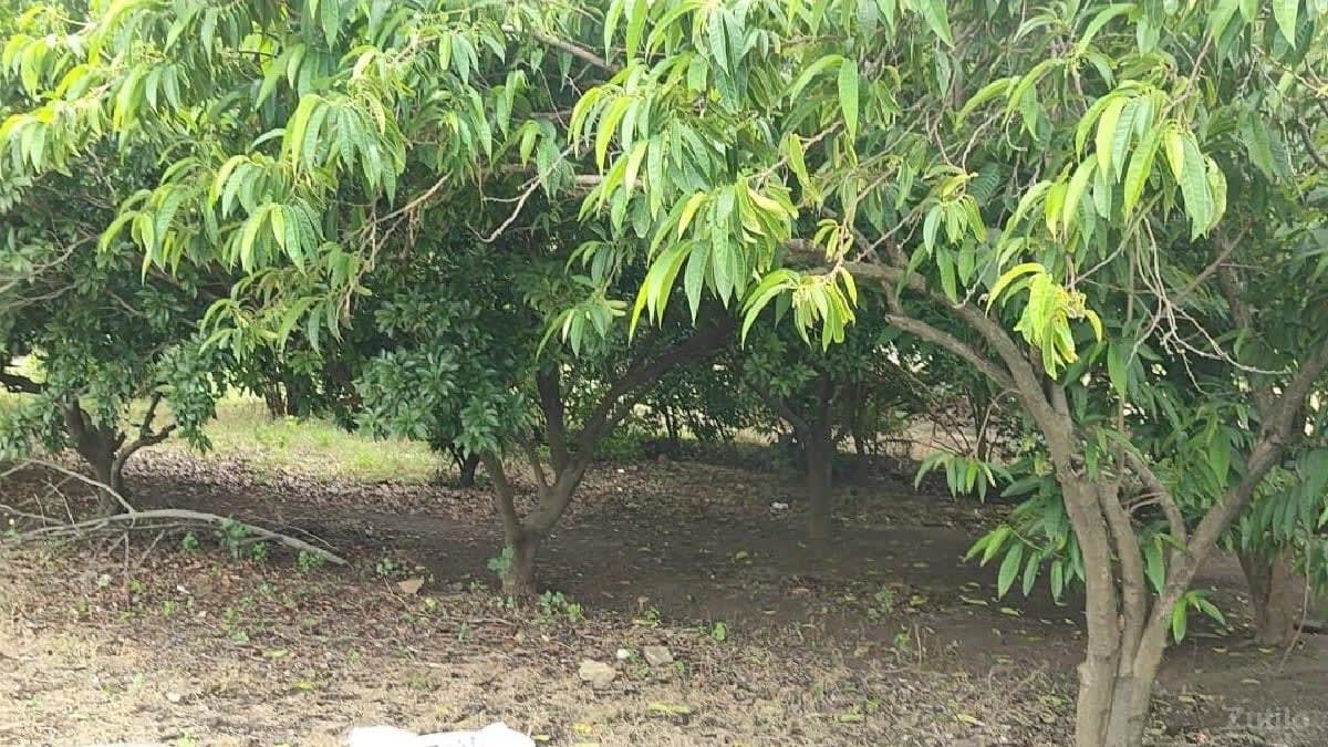 જમીન વેચવાની છે - જમીન અને પ્લોટ - ભાણવ - Image 3