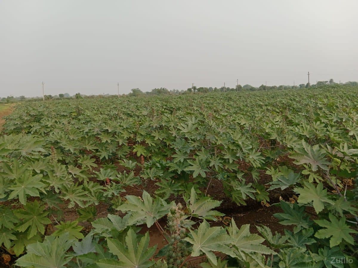જમીન વેચવાની છે (ટાઈટલ ક્લિયર) - Land & Plots - Bhanvad - Image 1