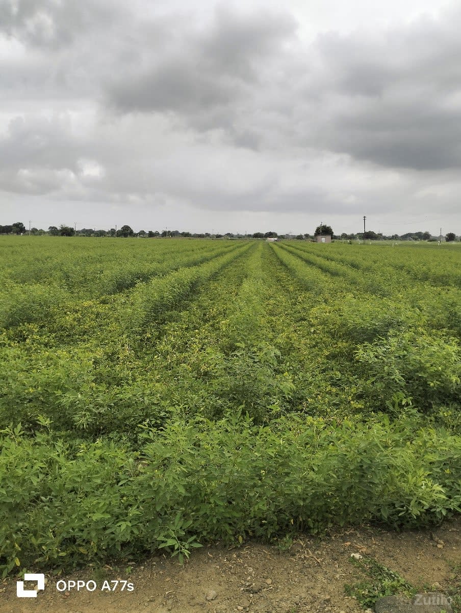 જતીન ભાઇ જમીન વેચવાની છે - Land & Plots - Keshod - Image 1