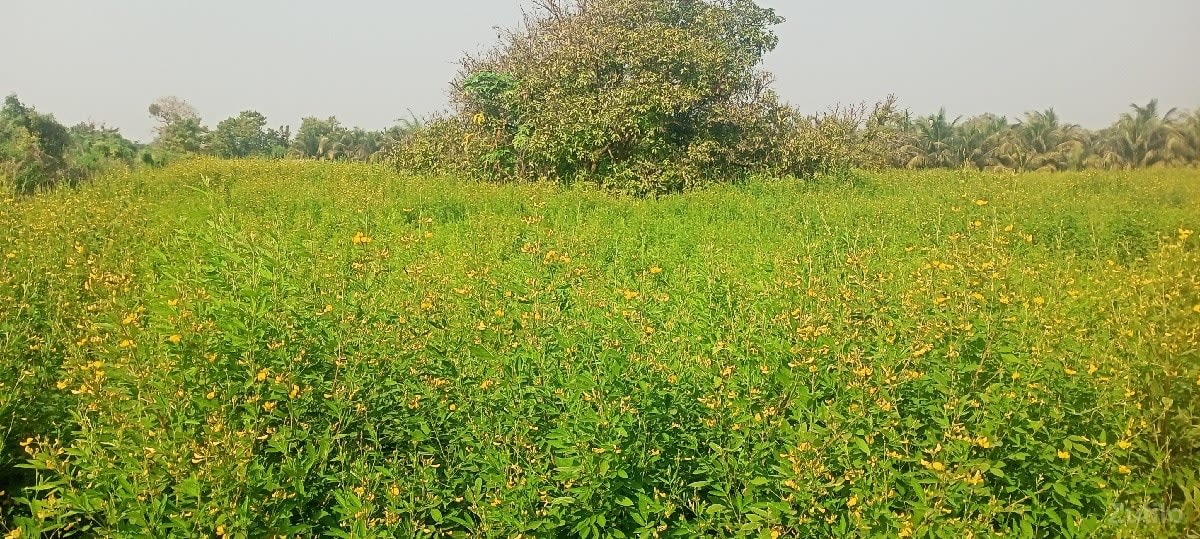 જમીન - જમીન અને પ્લોટ - સોમનાથ - Image 1