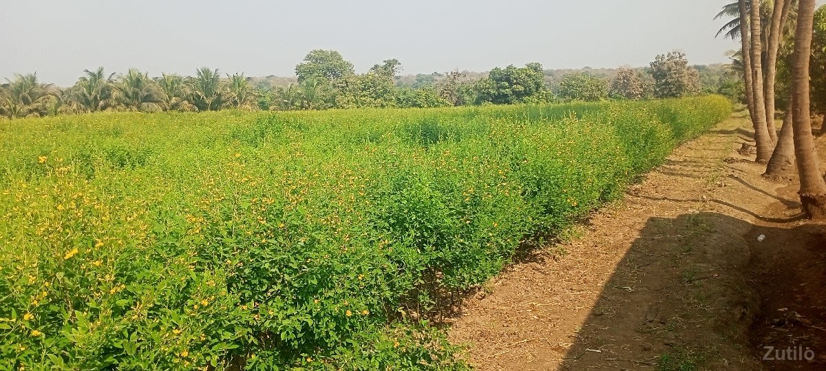 જમીન - જમીન અને પ્લોટ - સોમનાથ - Image 2