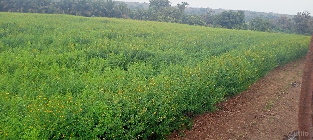 જમીન - જમીન અને પ્લોટ - સોમનાથ - Image 3